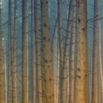Define Silviculture in relations to forestry and silvics