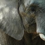 Feeding and breeding habits of African elephants