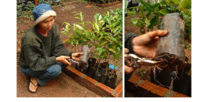 Read more about the article Nursery Operations/Techniques: Tree Seedling Protection against Weather, Human, and Fungal Diseases