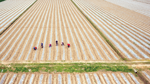 White mulch usage in China is common