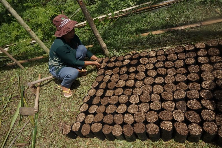 Tree planting in East Africa Kenya