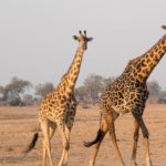 The potential impacts of Coronavirus on Conservation in Africa