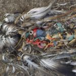 Plastic Bans in the world: A look at the countries that have implemented full or partial  plastic bags bans and taxes