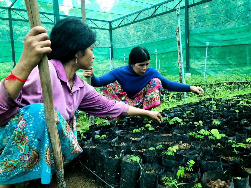 Weeding is also necessary in a tree nursery as weeds compete with tree seedlings for food