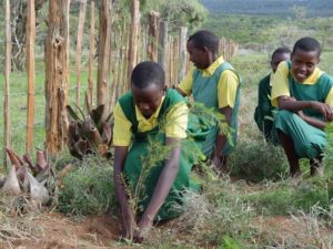 Read more about the article How to Plant Out Tree Seedlings in the Field