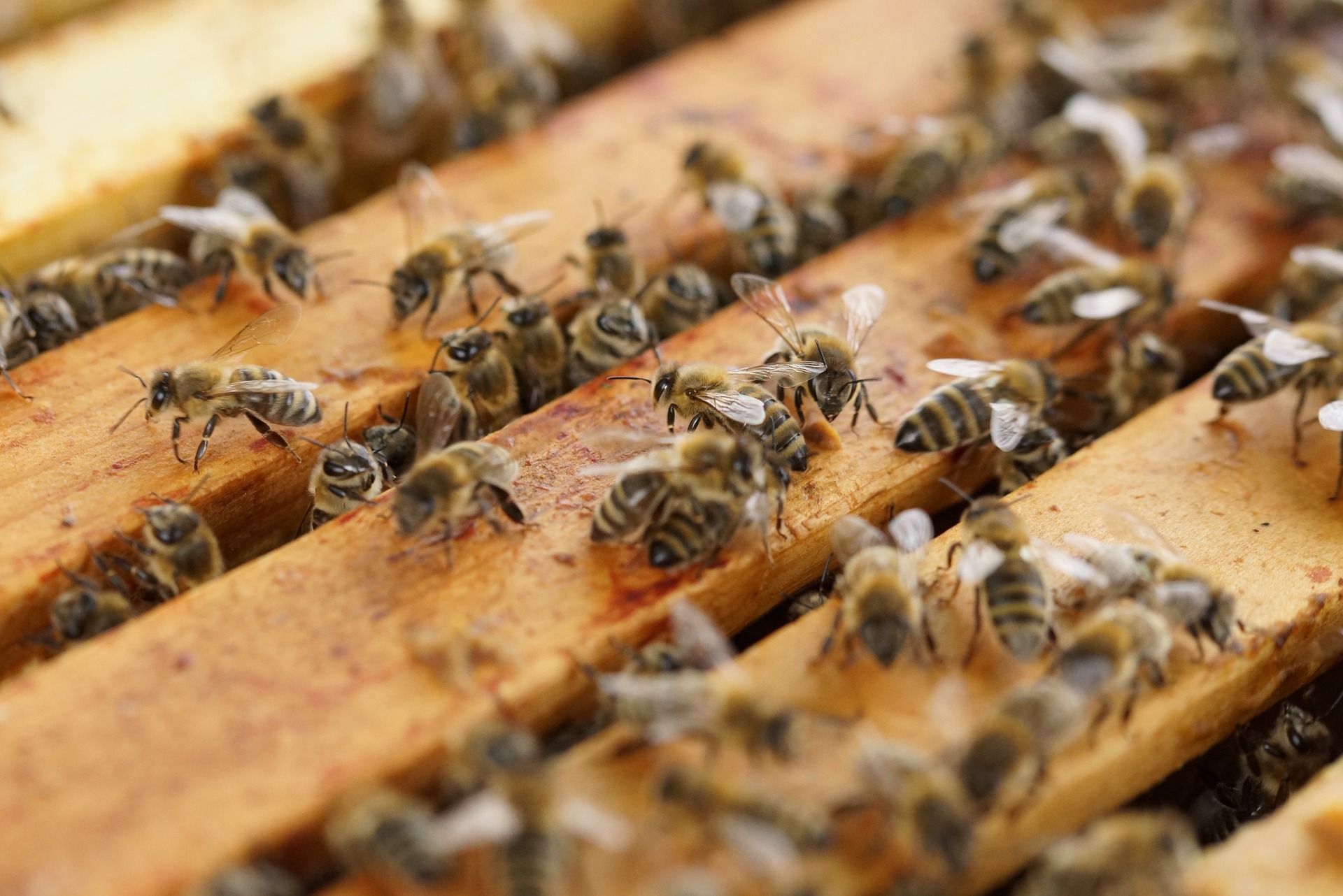 Read more about the article A Blog Course of Beekeeping in Kenya