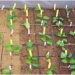 Alternative to Seeds in a Tree Nursery