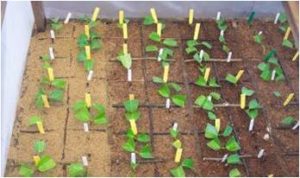 Read more about the article Alternative to Seeds in a Tree Nursery