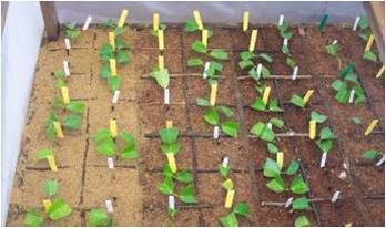 Read more about the article Alternative to Seeds in a Tree Nursery