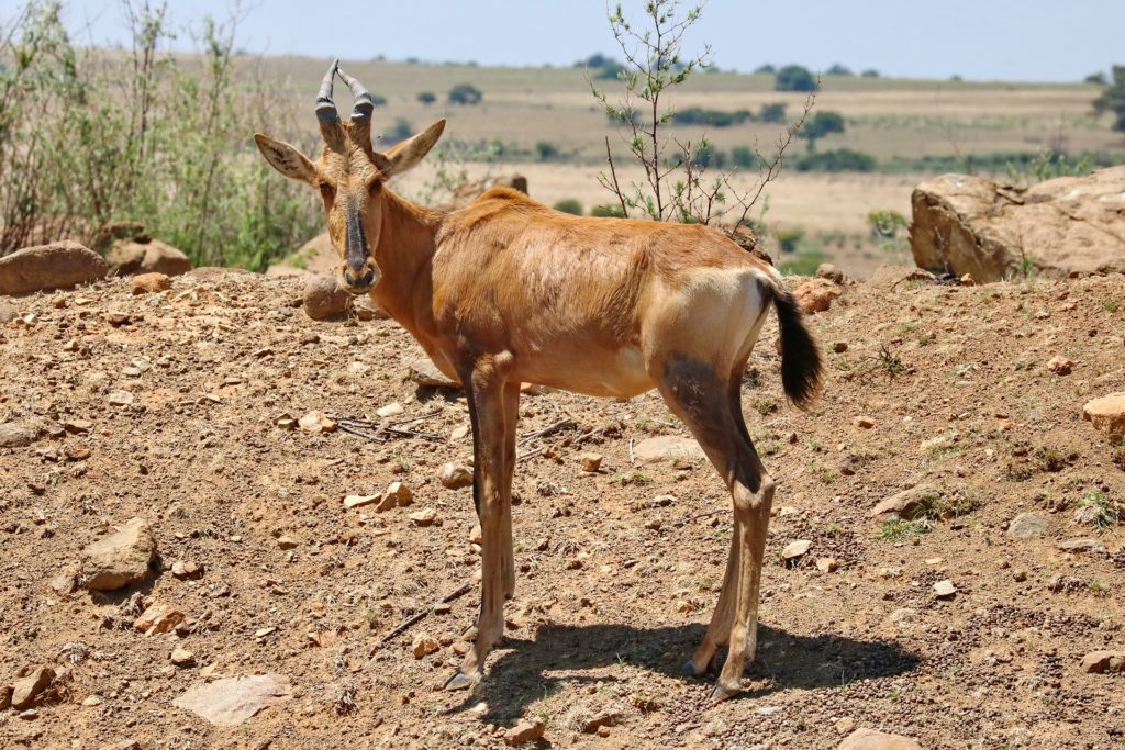 Red hartebeest
