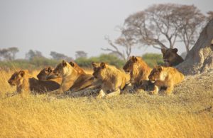 Read more about the article Feeding, Breeding and Killing Habits of Lions (African Lion)