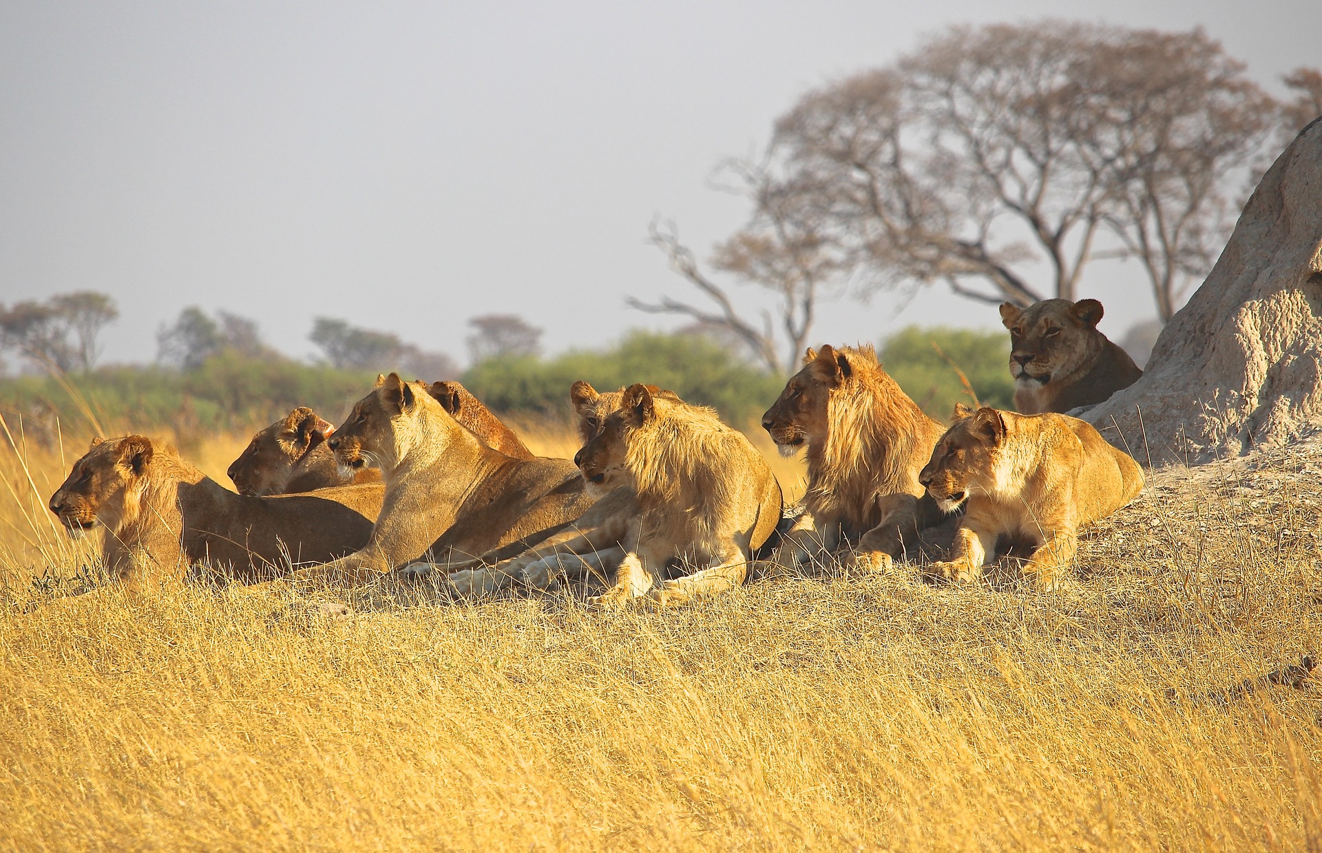 Read more about the article Feeding, Breeding and Killing Habits of Lions (African Lion)