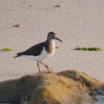 The birds of East Africa (An outline)