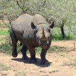 Feeding and breeding habits of black rhino