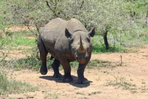 Read more about the article Feeding and breeding habits of black rhino