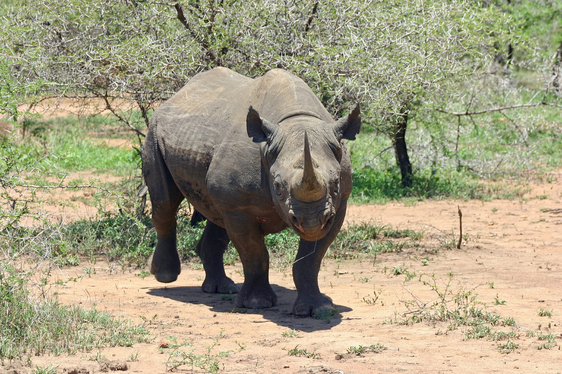 Read more about the article Feeding and breeding habits of black rhino