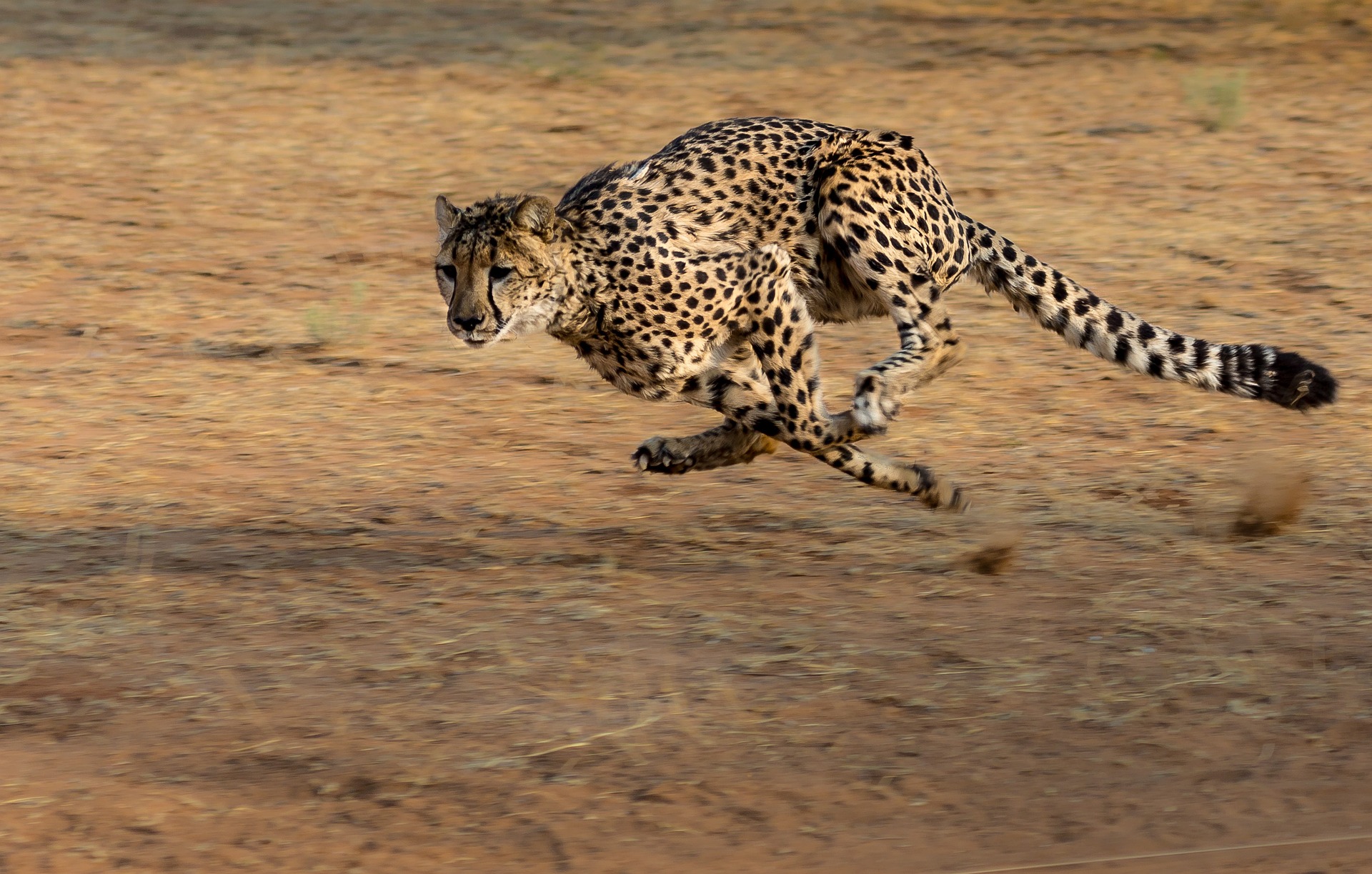 You are currently viewing Feeding, Breeding and Killing Habits of Cheetahs (African Cheetah)