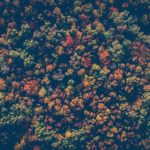 A Summary of the Kenya Forest Conservation and Management Act (2016)