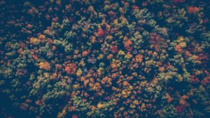 Read more about the article A Summary of the Kenya Forest Conservation and Management Act (2016)