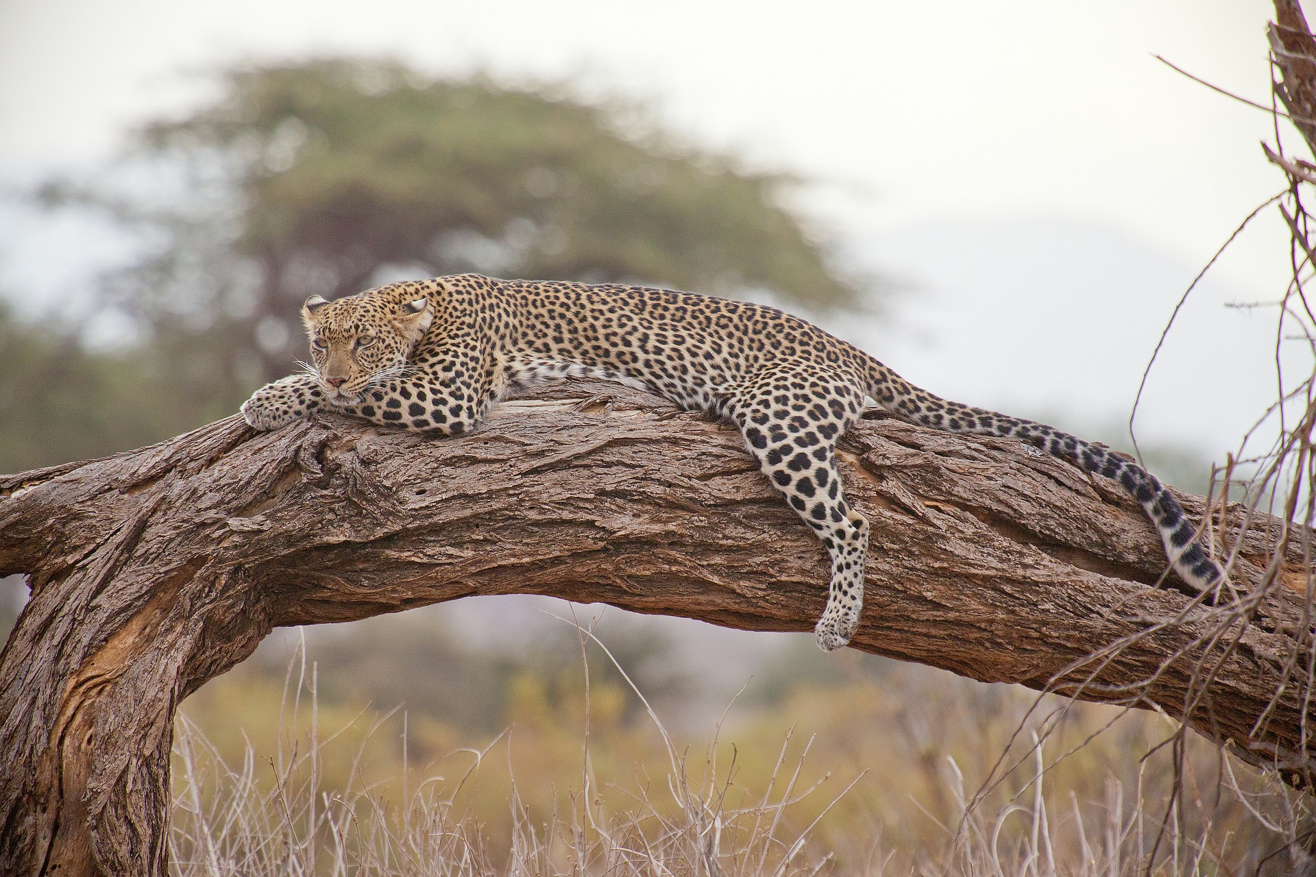 You are currently viewing Feeding, breeding and Killing habits of Leopards (African Leopard)
