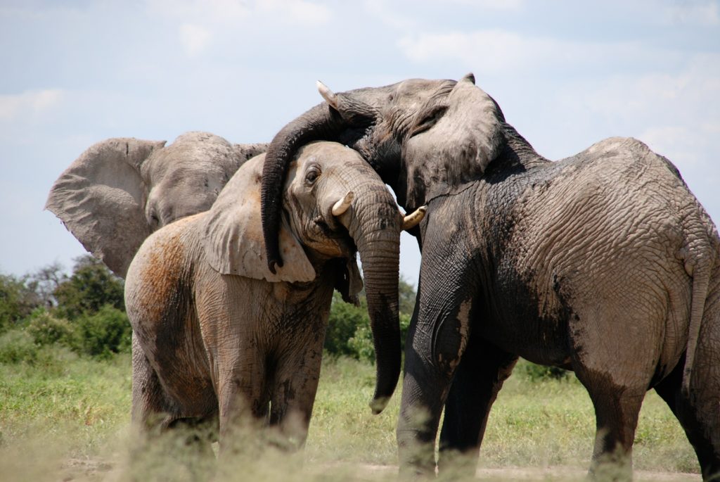 elephants are one of the endangered species in Kenya