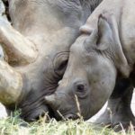 Bush gardening and Landscaping in East Africa