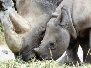 Read more about the article Endangered Species in Kenya: Plants and Animals