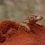 Confusion of Charcoal Regulation in Kenya