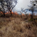 Rangeland Fires in Africa, are they necessary for savanna management today?