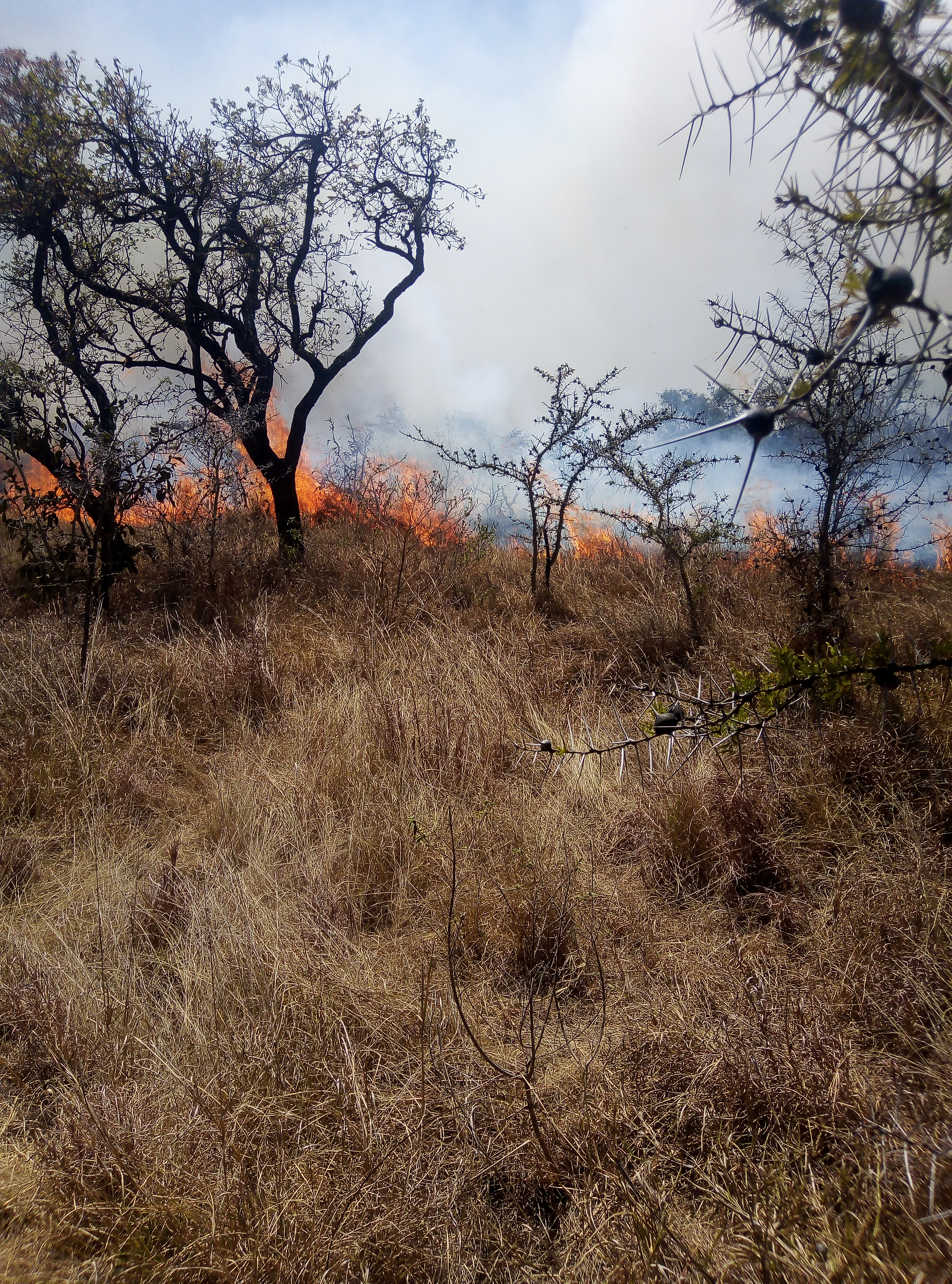 Read more about the article Rangeland Fires in Africa, are they necessary for savanna management today?