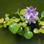 Invasive species in Kenya: Plants and Animals